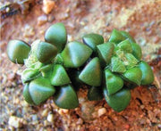 Anacampseros retusa - Indigenous South African Succulent - 10 Seeds