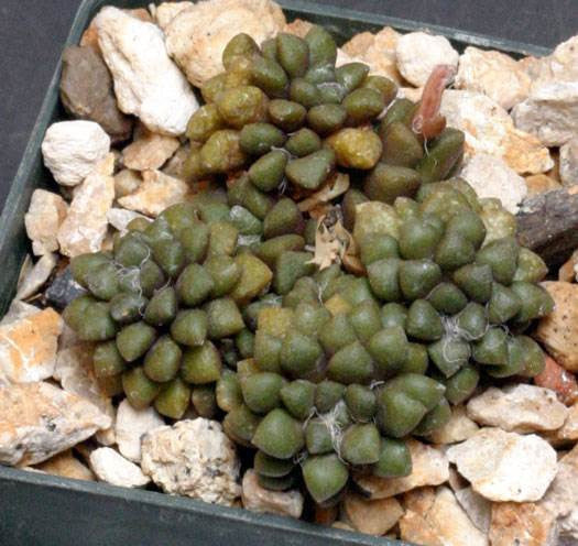 Anacampseros subnuda - Indigenous South African Succulent - 10 Seeds