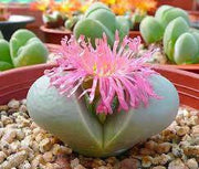Argyroderma delaetii roseum - Indigenous South African Succulent - 10 Seeds