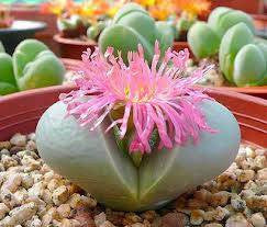 Argyroderma delaetii roseum - Indigenous South African Succulent - 10 Seeds