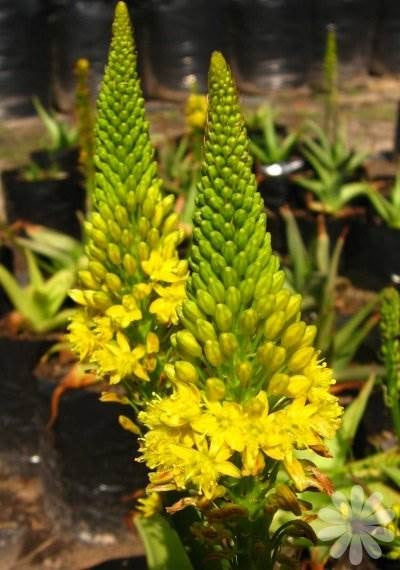 Bulbine natalensis - Indigenous South African Succulent - 10 Seeds