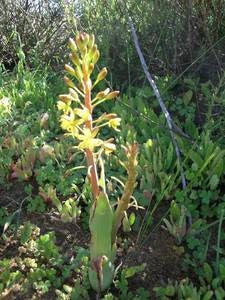 Bulbine succulenta - Indigenous South African Succulent - 5 Seeds