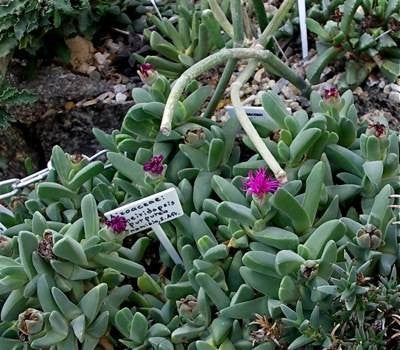 Cheiridopsis purpurea - Indigenous South African Succulent - 10 Seeds