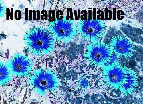 Drosanthemum ligue - Indigenous South African Succulent - 10 Seeds