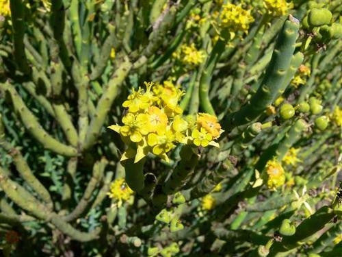 Euphorbia mauritanica - Indigenous South African Succulent - 10 Seeds