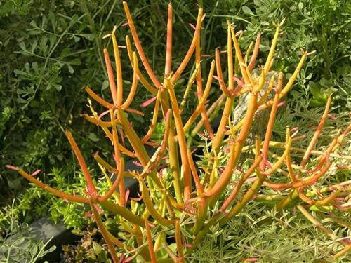 Euphorbia tirucalli - Indigenous South African Succulent - 10 Seeds