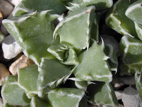 Faucaria albidens - Indigenous South African Succulent - 10 Seeds