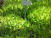 Glottiphyllum cruciatum - Indigenous South African Succulent - 5 Seeds