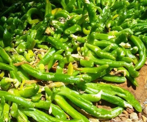 Glottiphyllum difforme - Indigenous South African Succulent - 10 Seeds