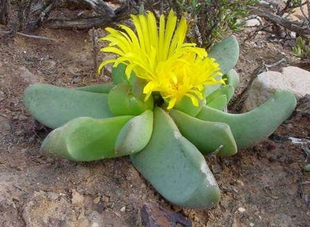 Glottiphyllum herrei - Indigenous South African Succulent - 10 Seeds