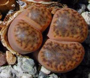 Lithops bromfieldii insularis  - Living Stones - Indigenous South African Succulent - 10 Seeds