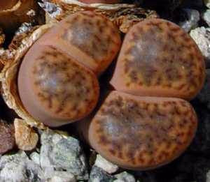 Lithops bromfieldii insularis  - Living Stones - Indigenous South African Succulent - 10 Seeds