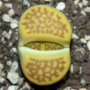 Lithops bromfieldii insularis sulphurea C362 - Living Stones - Indigenous South African Succulent - 10 Seeds