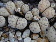 Lithops dinteri v fredericii - Living Stones - Indigenous South African Succulent - 10 Seeds