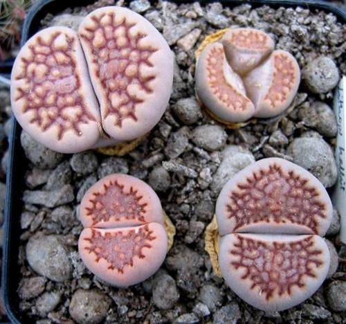 Lithops hallii sp. Ochraceae - Living Stones - Indigenous South African Succulent - 10 Seeds