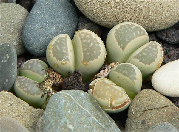 Lithops herrei herrei - Living Stones - Indigenous South African Succulent - 10 Seeds