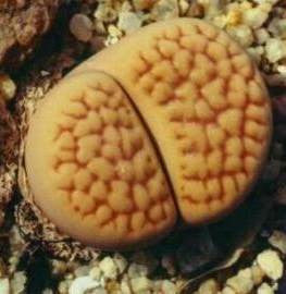 Lithops hookeri lutea - Living Stones - Indigenous South African Succulent - 10 Seeds