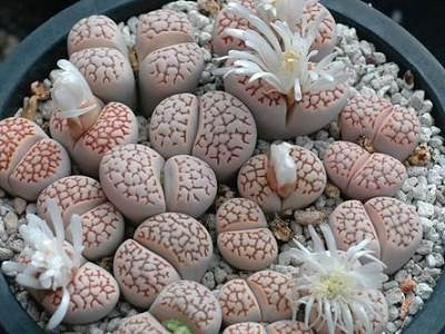 Lithops julii - Living Stones - Indigenous South African Succulent - 10 Seeds