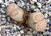 Lithops julii fullerii var rouxii - Living Stones - Indigenous South African Succulent - 10 Seeds