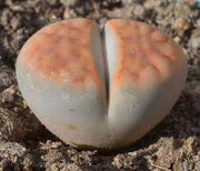 Lithops karasmontana aiaisensis C224 - Living Stones - Indigenous South African Succulent - 10 Seeds