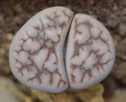 Lithops karasmontana eberlanzii - Living Stones - Indigenous South African Succulent - 10 Seeds