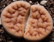 Lithops karasmontana jacobseniae - Living Stones - Indigenous South African Succulent - 10 Seeds