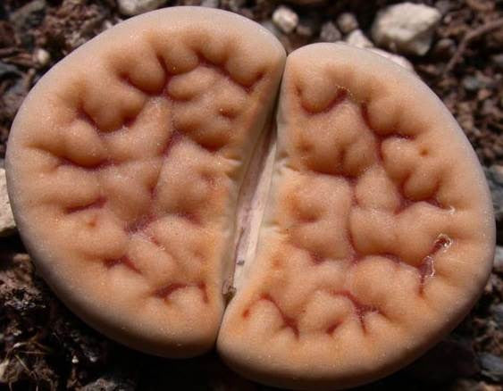Lithops karasmontana jacobseniae - Living Stones - Indigenous South African Succulent - 10 Seeds