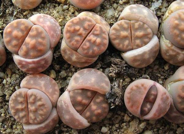 Lithops karasmontana lericheana - Living Stones - Indigenous South African Succulent - 10 Seeds