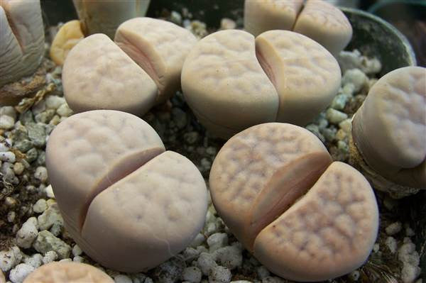 Lithops karasmontana opalina - Living Stones - Indigenous South African Succulent - 10 Seeds