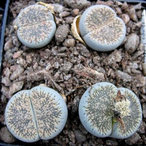 Lithops lesliei burchellii - Living Stones - Indigenous South African Succulent - 10 Seeds