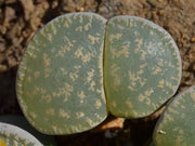 Lithops lesliei grey form - Living Stones - Indigenous South African Succulent - 10 Seeds