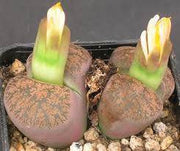 Lithops lesliei minor - Living Stones - Indigenous South African Succulent - 10 Seeds