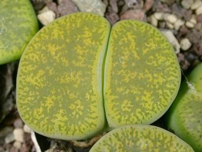 Lithops lesliei storms albinica gold - Living Stones - Indigenous South African Succulent - 10 Seeds