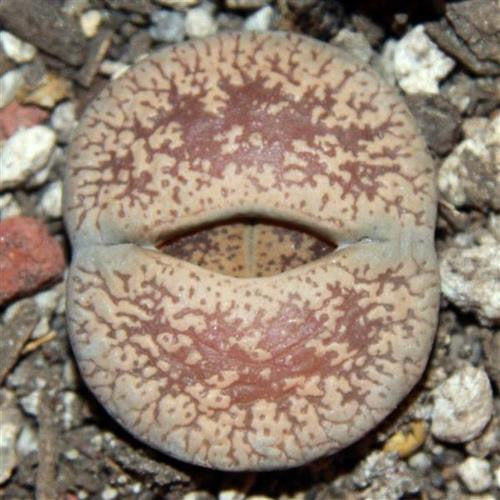 Lithops lesliei venteri - light form - Living Stones - Indigenous South African Succulent - 10 Seeds