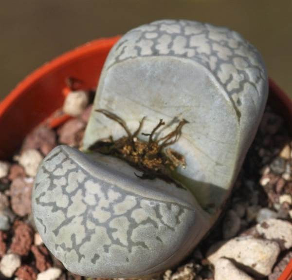Lithops marmorata elisae C214 - Living Stones - Indigenous South African Succulent - 10 Seeds