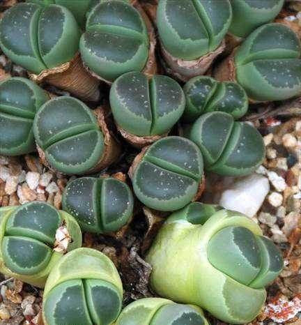 Lithops olivacea C112 - Living Stones - Indigenous South African Succulent - 10 Seeds