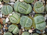 Lithops ozteniana - Living Stones - Indigenous South African Succulent - 10 Seeds