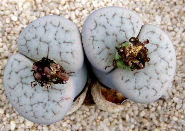 Lithops pseudotruncatella alpina - Living Stones - Indigenous South African Succulent - 10 Seeds