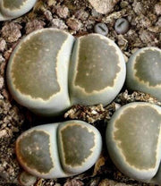 Lithops salicola  - Living Stones - Indigenous South African Succulent - 10 Seeds