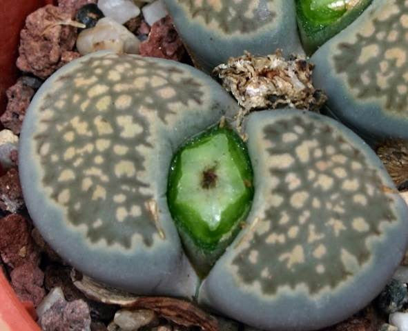 Lithops salicola maculata - Living Stones - Indigenous South African Succulent - 10 Seeds
