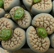 Lithops schwantesii - Living Stones - Indigenous South African Succulent - 10 Seeds