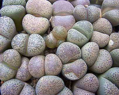 Lithops terricolor - Living Stones - Indigenous South African Succulent - 10 Seeds