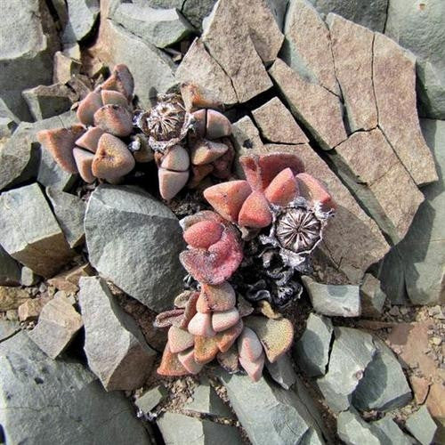 Pleiospilos compactus ssp. Sororius - Indigenous South African Succulent - 10 Seeds