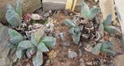 Pleiospilos magnipunctatus - Indigenous South African Succulent - 10 Seeds