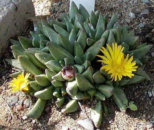 Rabiea albinota - S'keng-keng - Indigenous South African Succulent - 10 Seeds