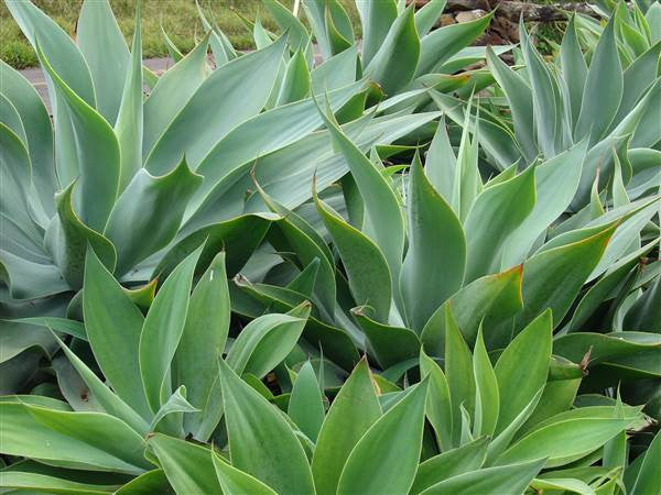Agave attenuata - Lions Tail Agave - Exotic Succulent - 10 Seeds