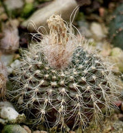 Frailea curvispina - Exotic Succulent - 10 Seeds