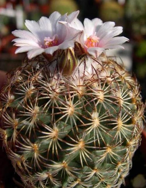 Hamatocactus setispinus - Thelocactus setispinus - Exotic Succulent - 10 Seeds