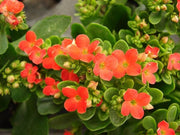 Kalanchoe blossfeldiana - Christmas Kalanchoe - Exotic Succulent - 10 Seeds