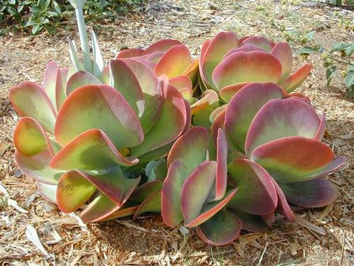 Kalanchoe luciae - Paddle Plant - Exotic Succulent - 10 Seeds